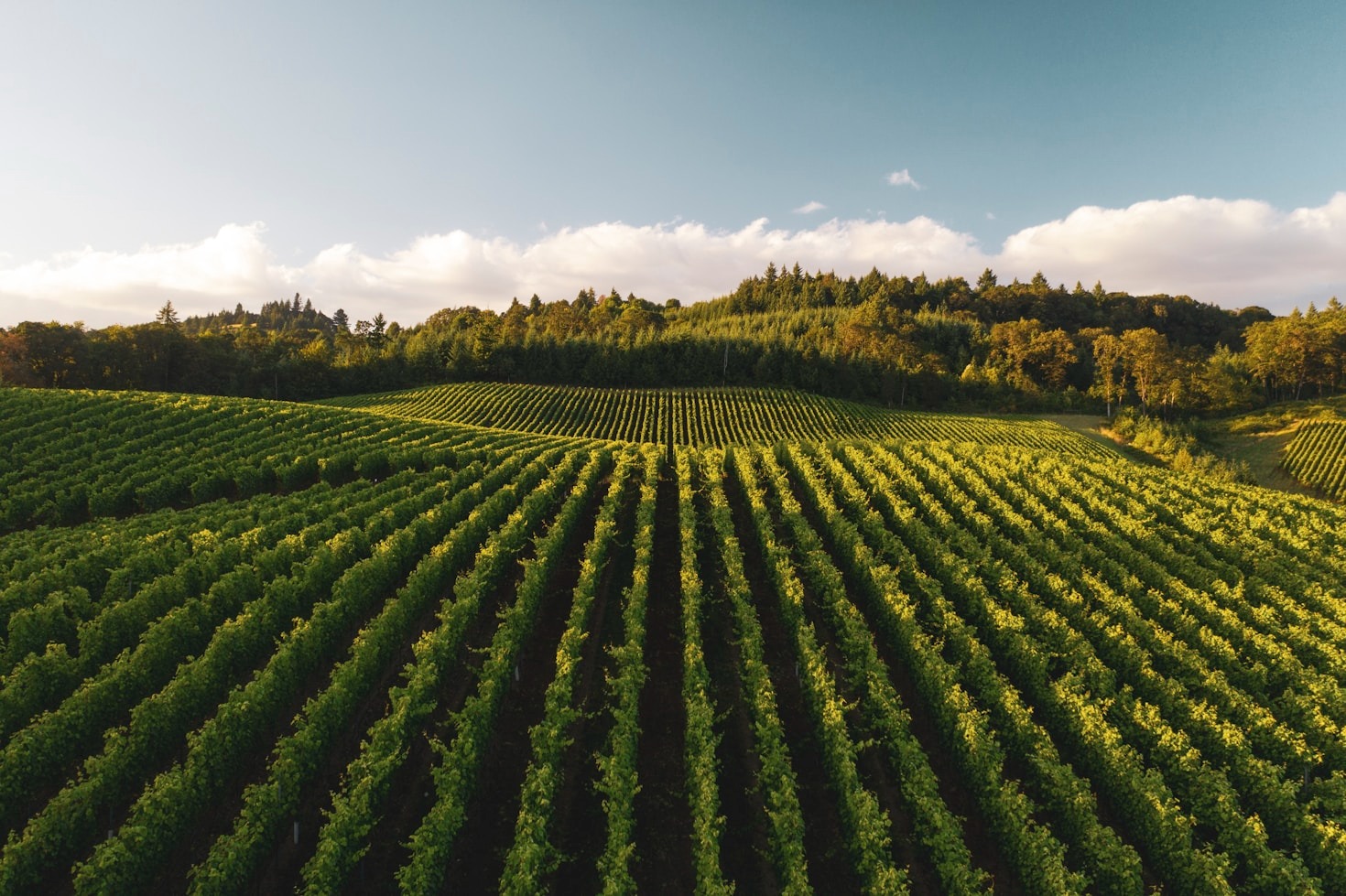 Dicas essenciais para aumentar sua produtividade rural